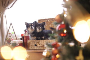 わんわんクリスマス