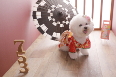 お客様写真館1001-93