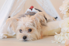 お客様写真館1001-94