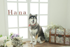 お客様写真館12-14