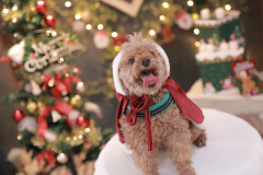 お客様写真館12-66