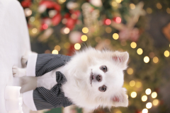 お客様写真館12-67