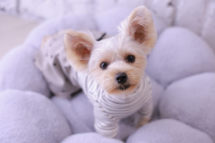 お客様写真館12-8