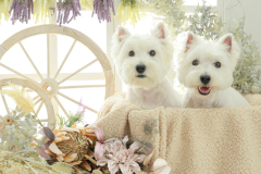 お客様写真館250815-16