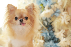 お客様写真館250815-20