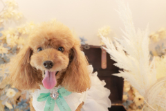 お客様写真館250815-22