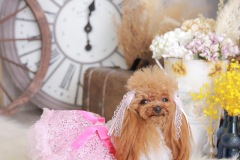 お客様写真館250815-7