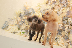 お客様写真館250815-9