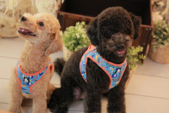 お客様写真館250915-19