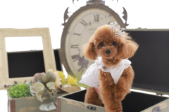 お客様写真館250915-29