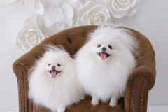 お客様写真館250915-31