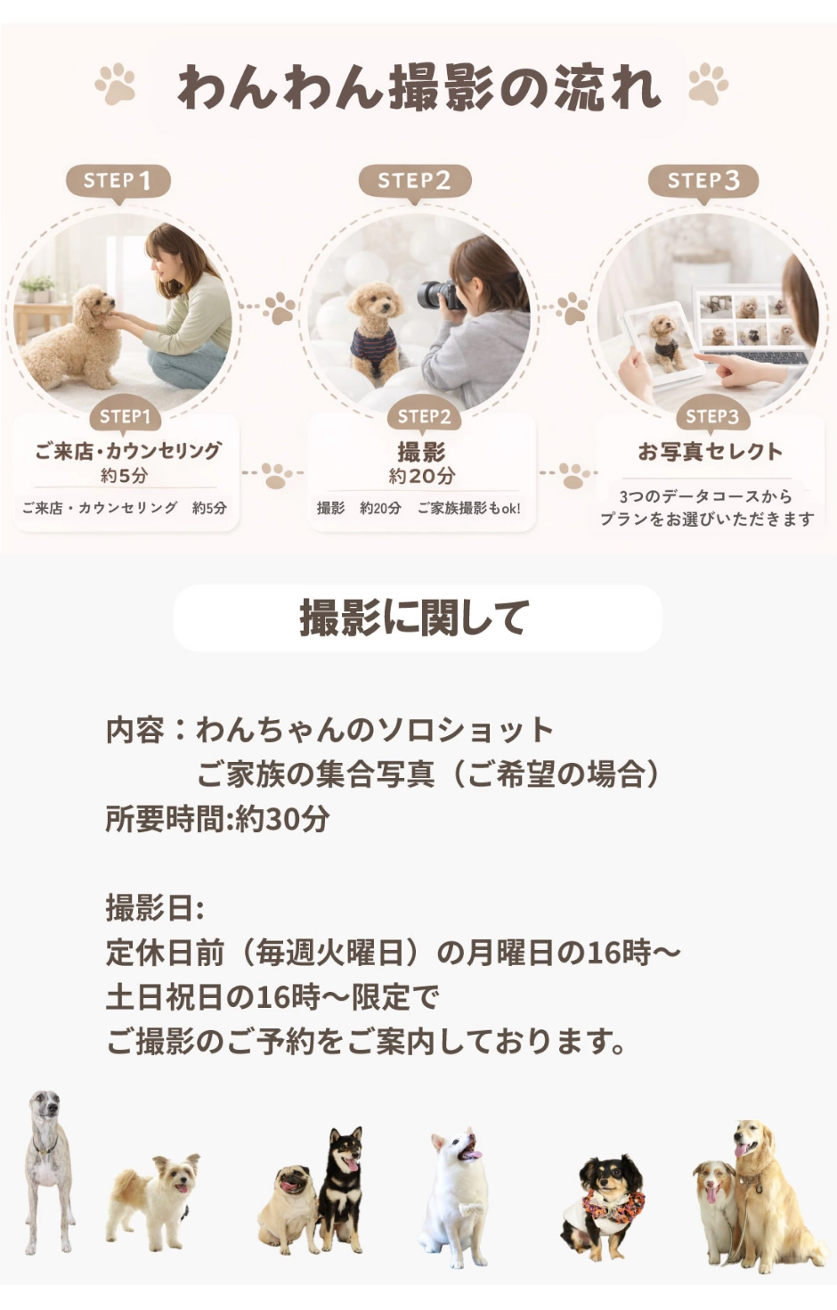 わんわん撮影の流れ