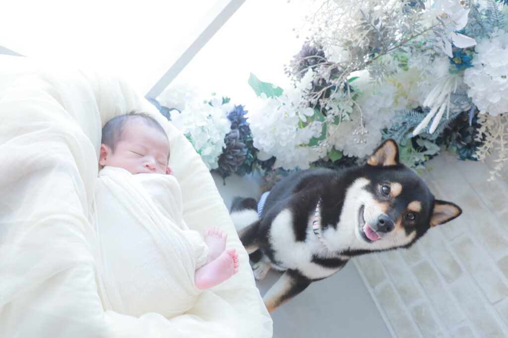 ニューボーンフォト 寝屋川 ペット 犬