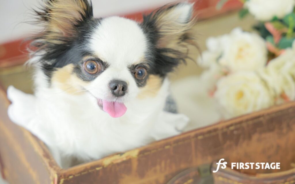 わんちゃん撮影　わんわん撮影　ペット　愛犬　フォトスタジオ