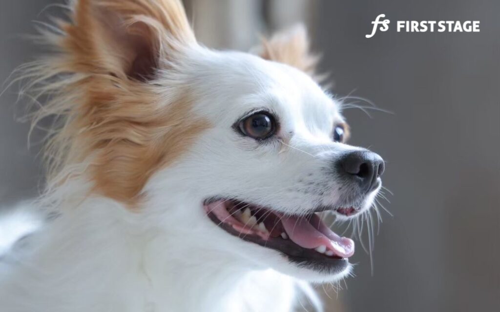 【わんちゃん撮影】撮影が、保護犬の命をつなぐ一助に。