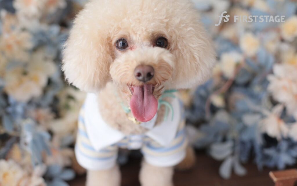わんちゃん撮影　わんわん撮影　愛犬　ペット　フォトスタジオ