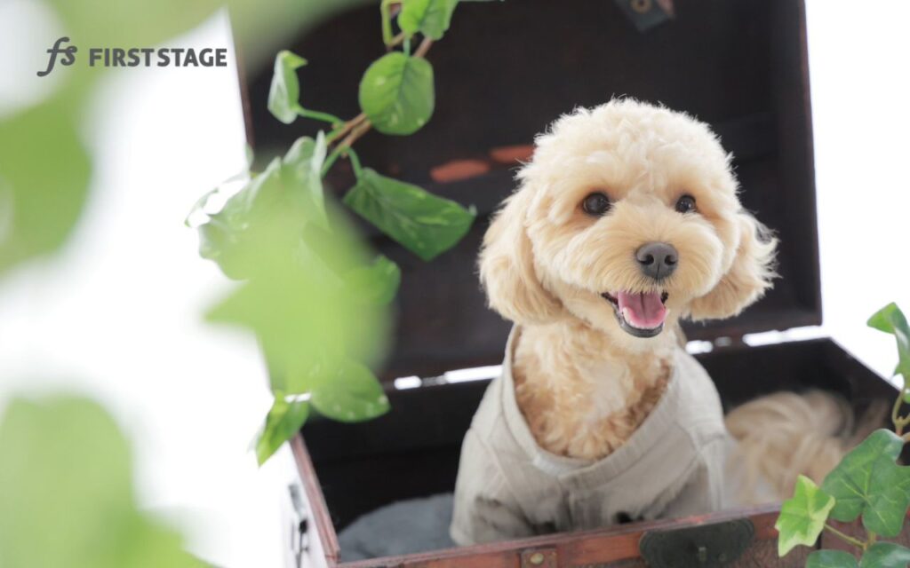 わんちゃん撮影　わんわん撮影　ペット　愛犬　ファーストステージ