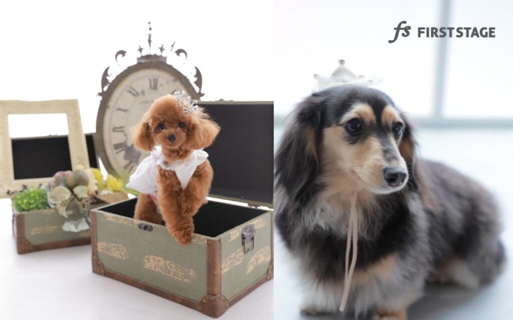 わんわん撮影 トイプードル ミニチュアダックスフンド 犬 フォトスタジオ