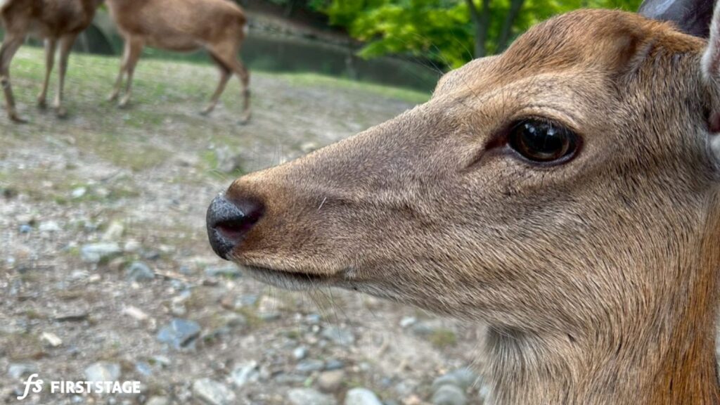 奈良公園